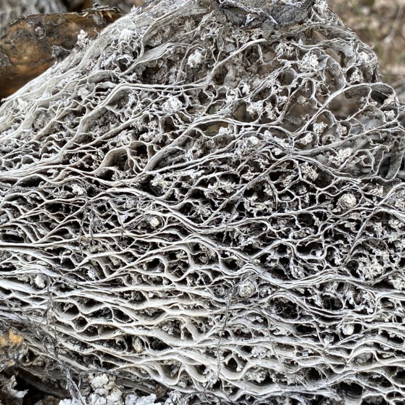 Cactus Weave
