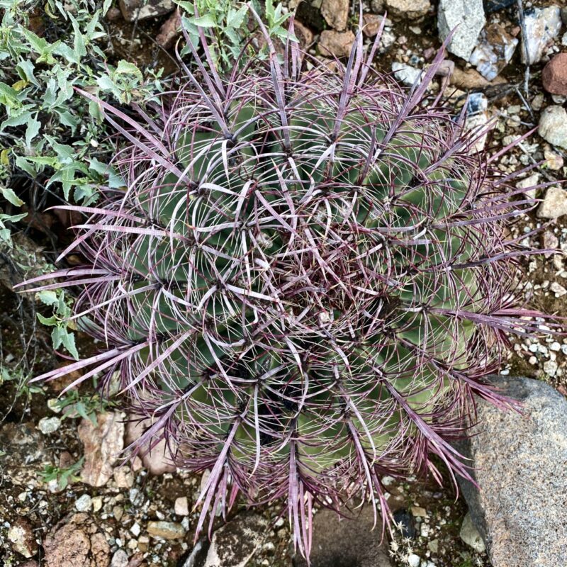 Spiky