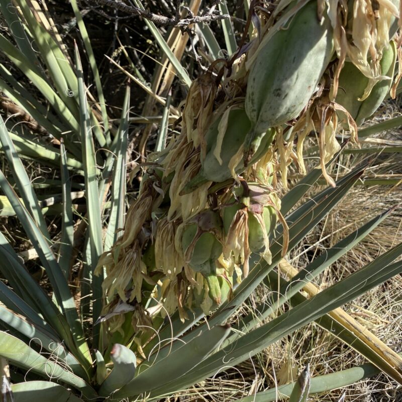 Yucca Plant Fruit