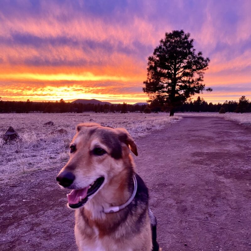 Sunset With Indy at Buffalo Park