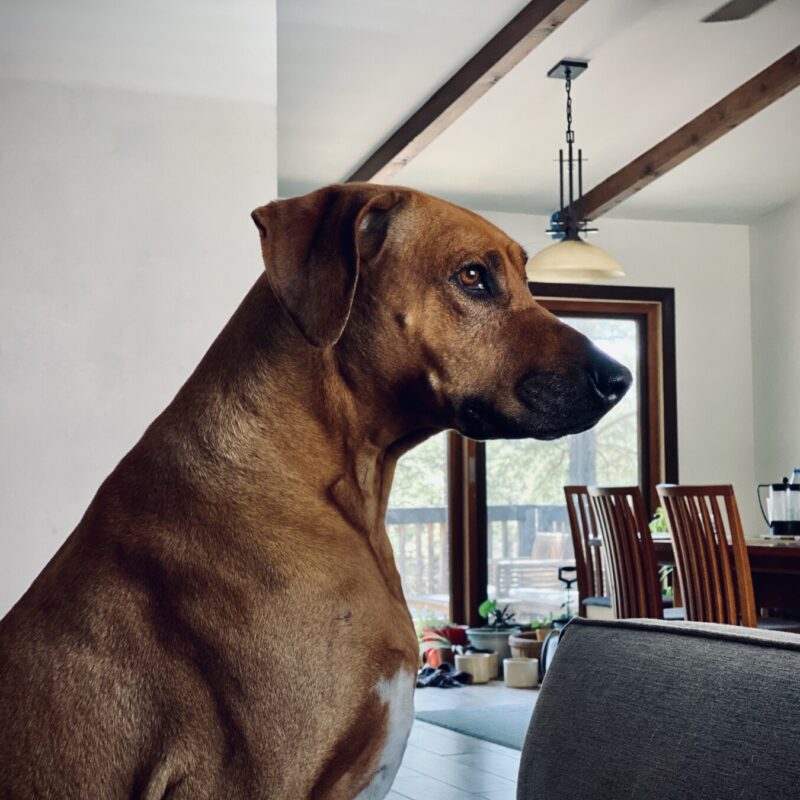 Mowgli Portrait
