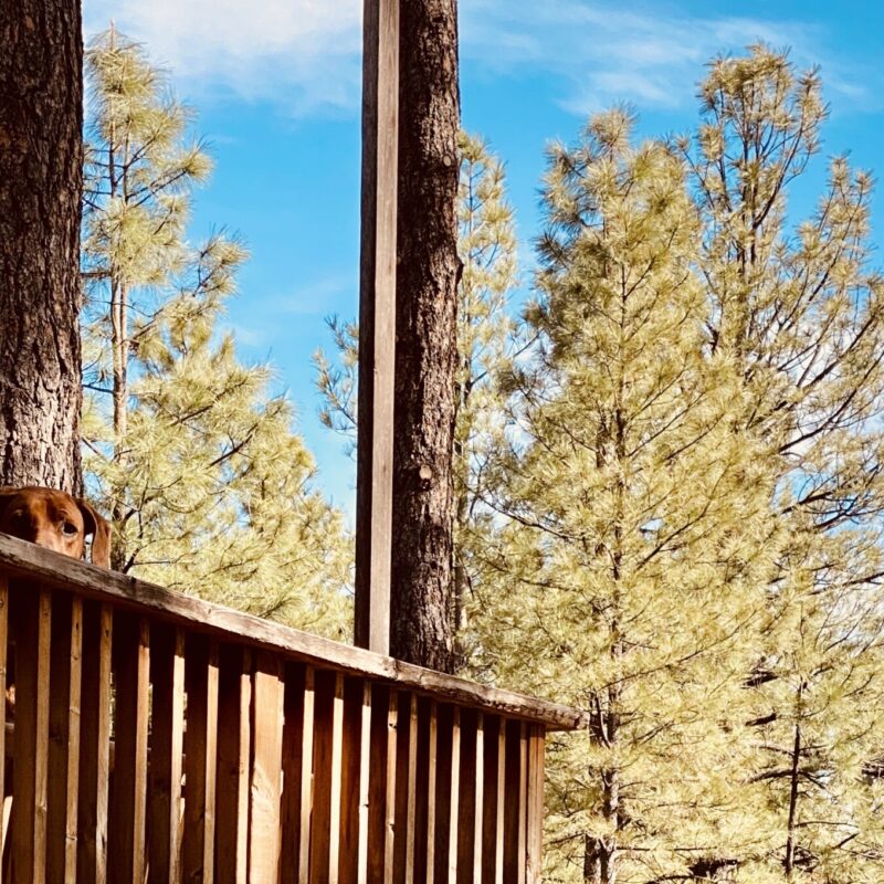 Mowgli on the Deck