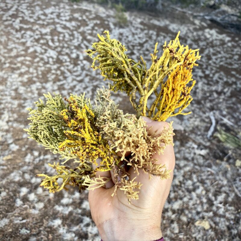 "Pine Coral"