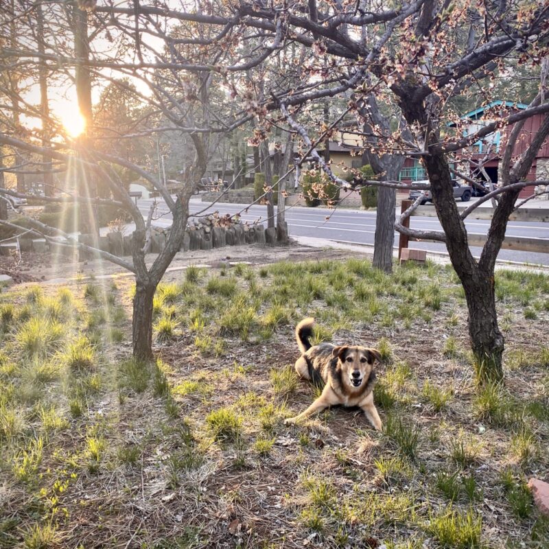 Indy in the Sun