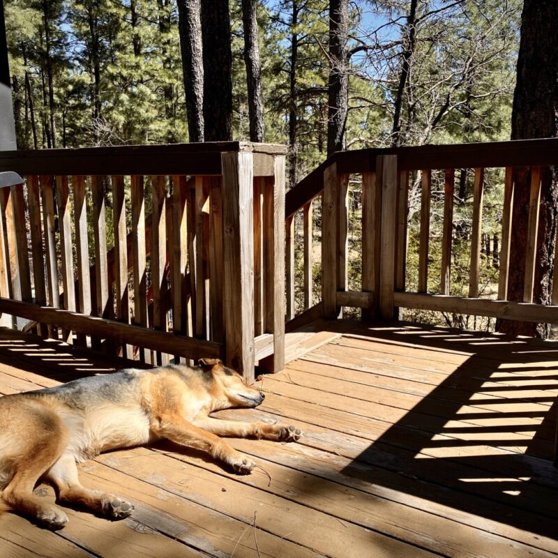 Indy in the Sun