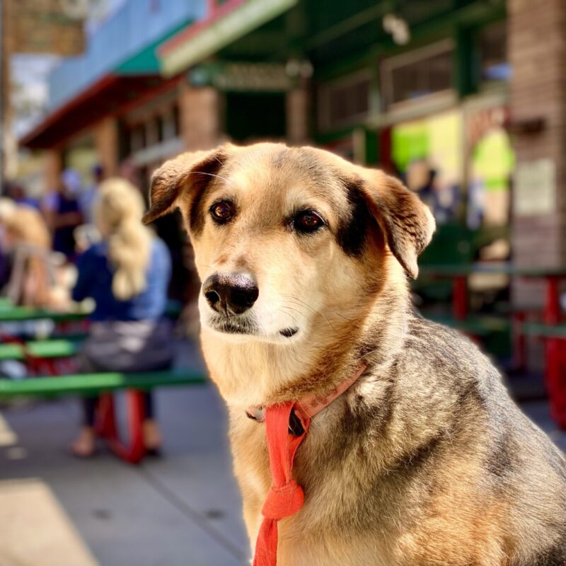 Indy