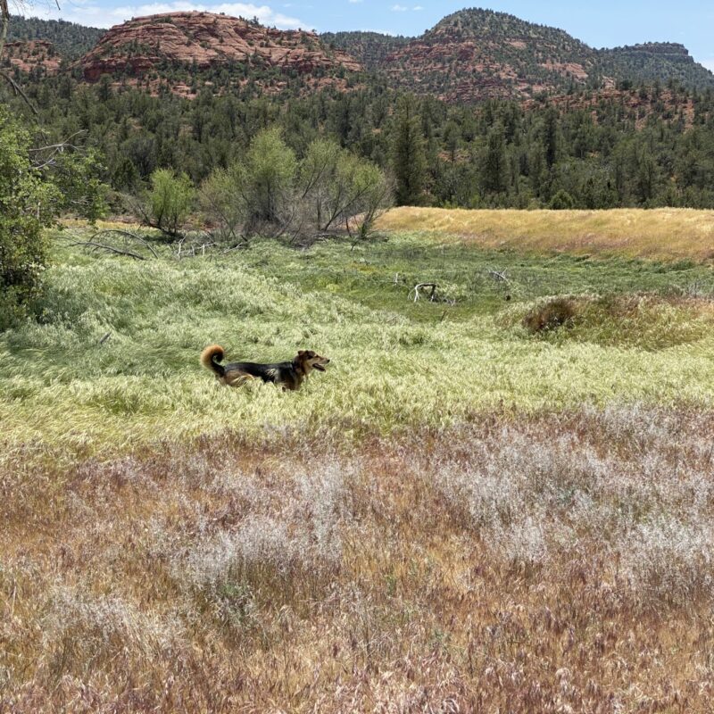Turkey Creek Trail