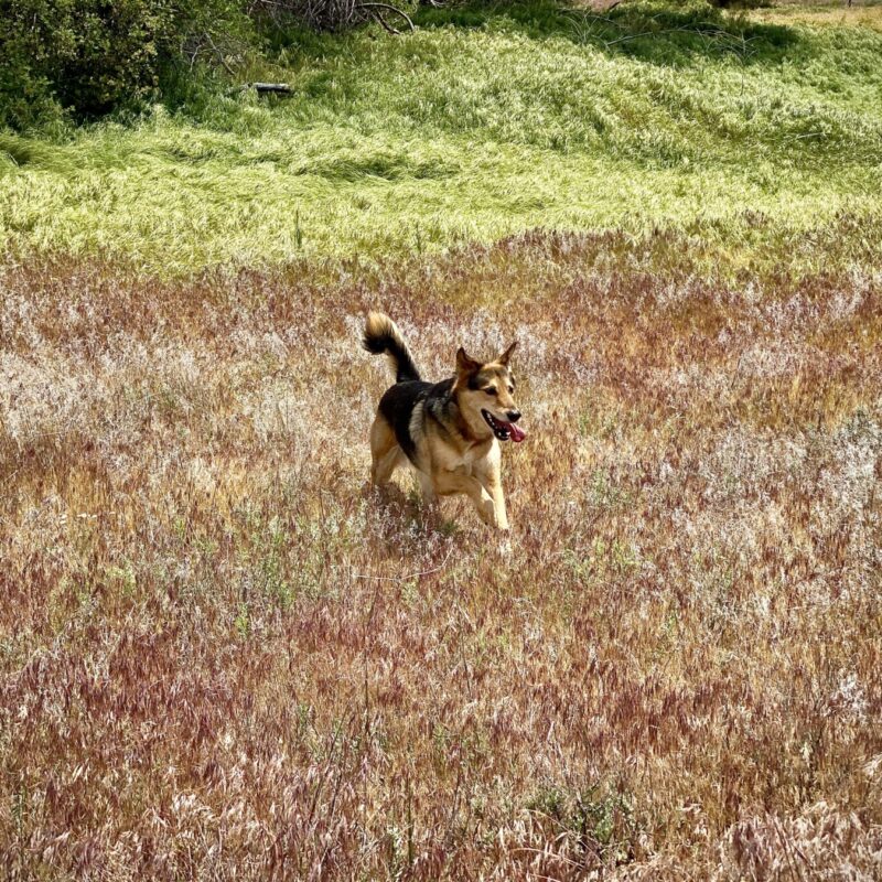Turkey Creek Trail