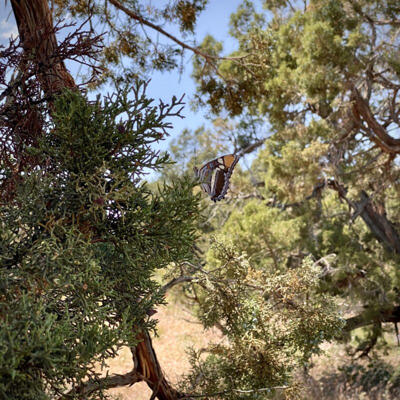Turkey Creek Trail