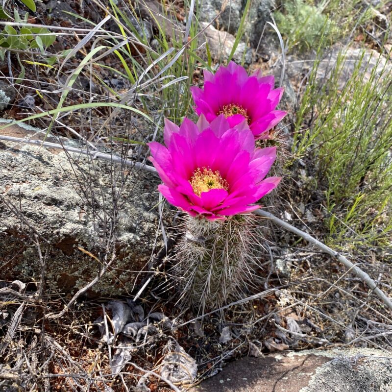 Turkey Creek Trail