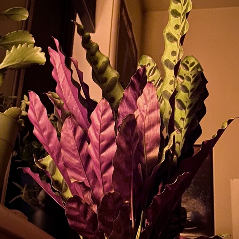 Houseplant