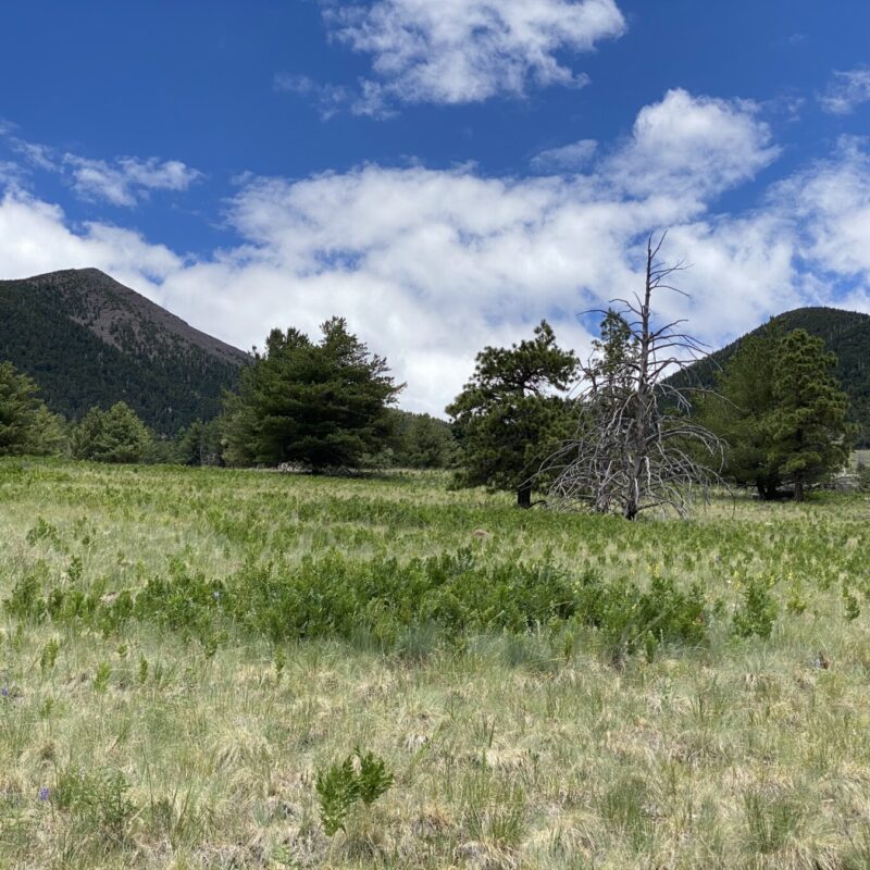 Kachina Trail