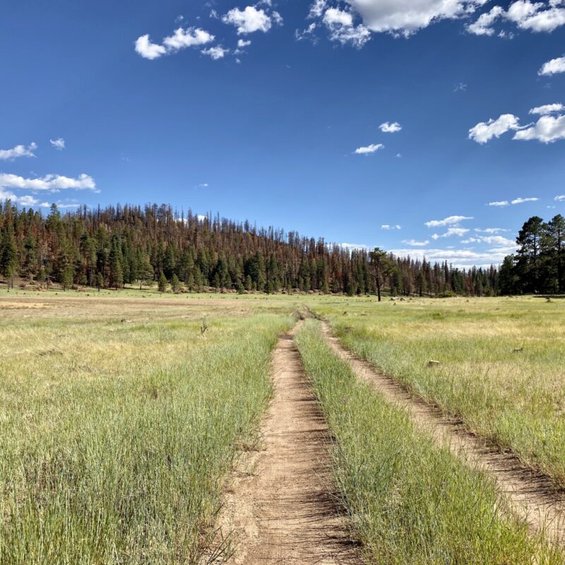Elden Trails