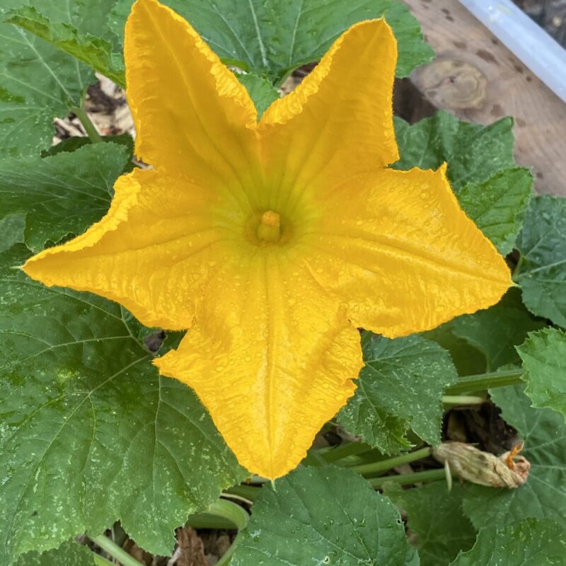 Cucumber Flower