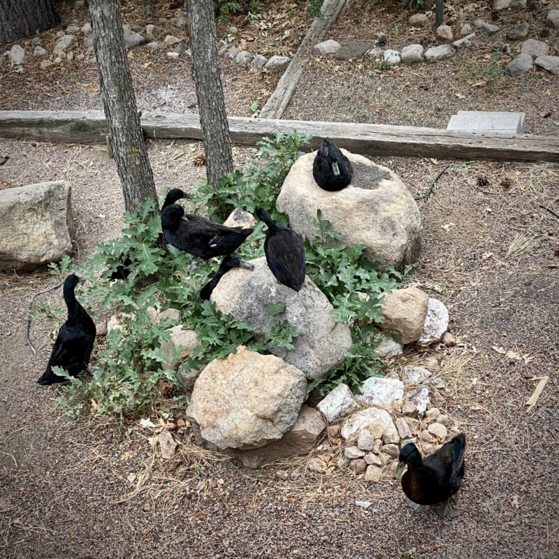 Backyard Ducks