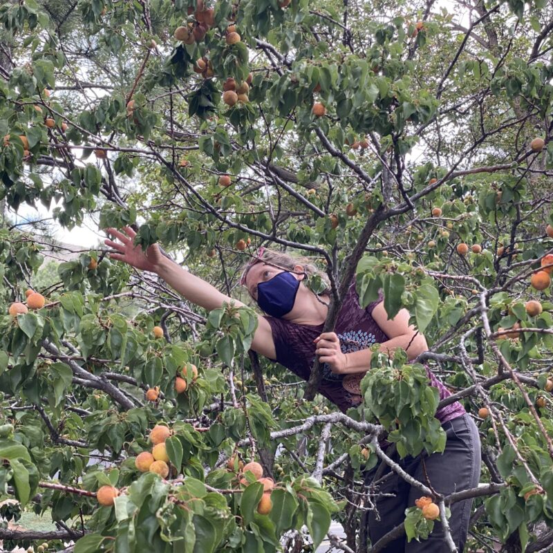 Apricots Gathering