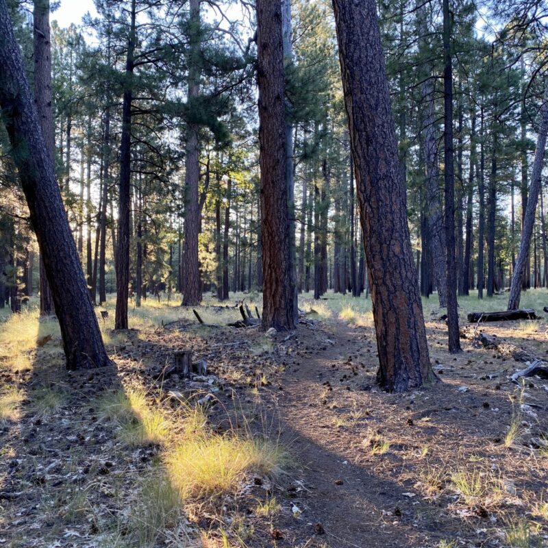 Cabin Loop