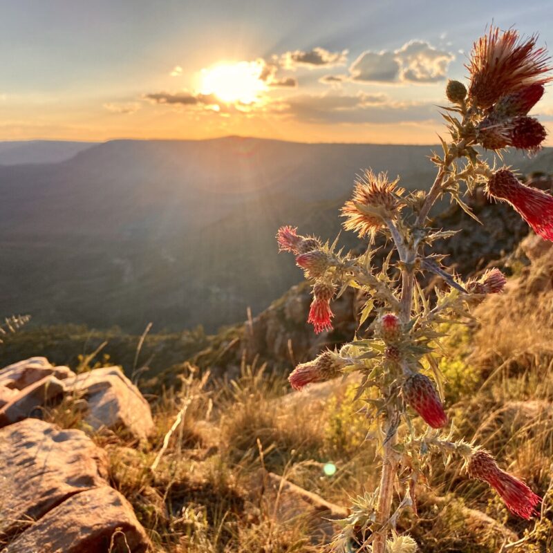 Mogollon Rim