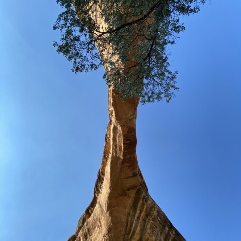 Natural Bridges National Monument