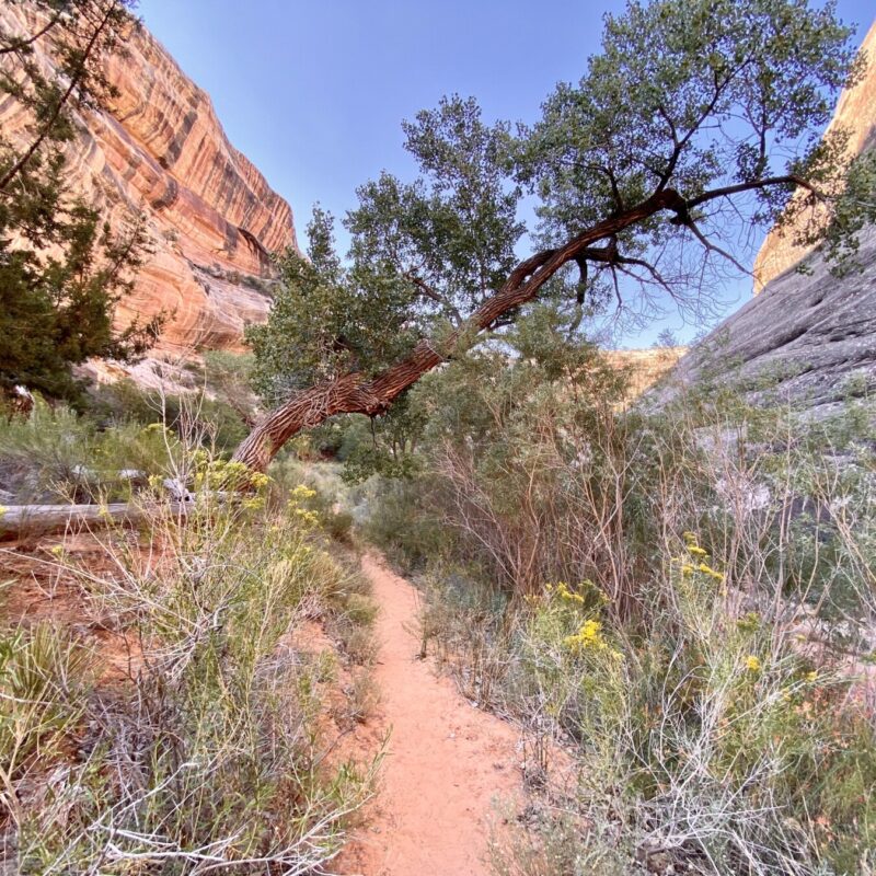 Natural Bridges National Monument
