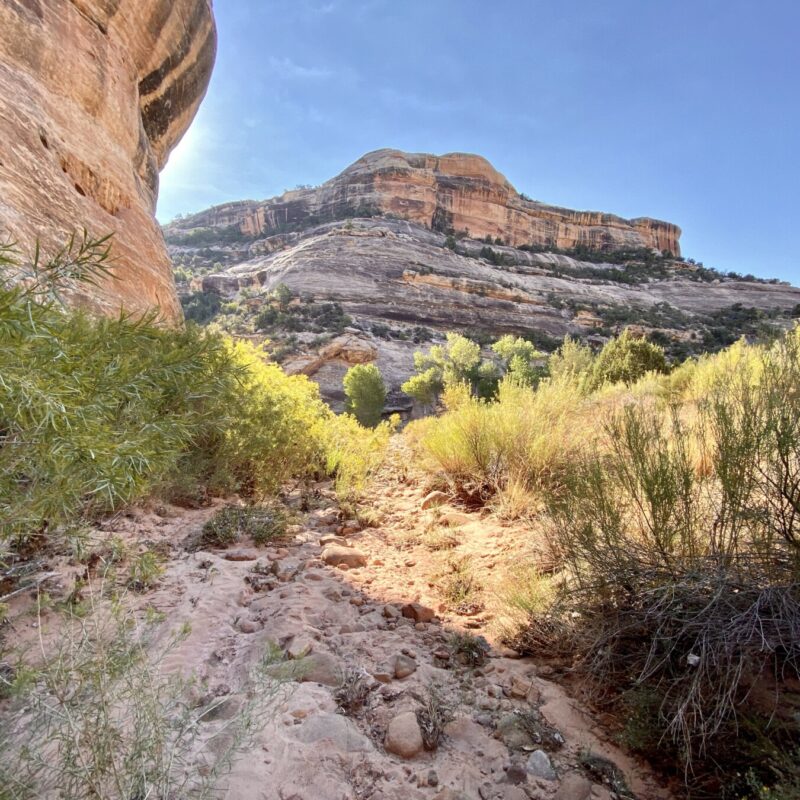 Natural Bridges National Monument