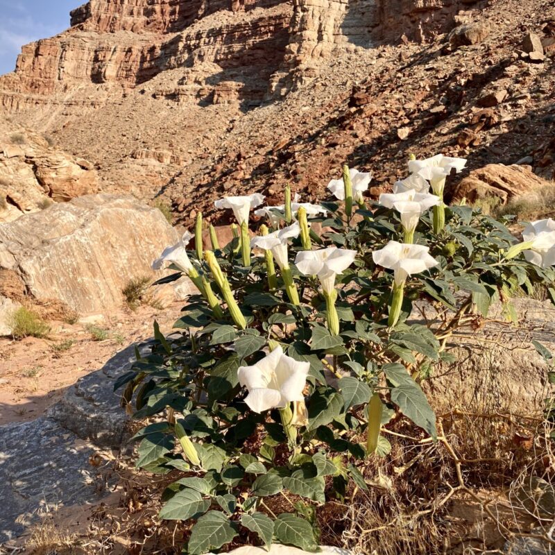 Canyonlands - Needles