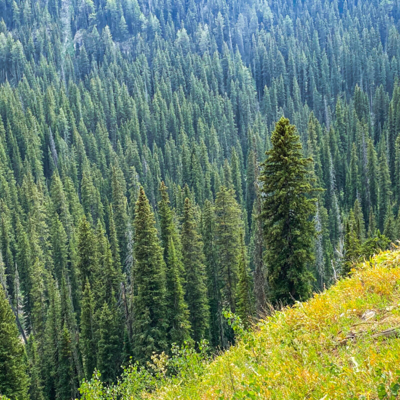 Tetons - Granite Canyon