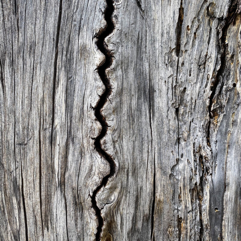 Tetons - Weird Tree