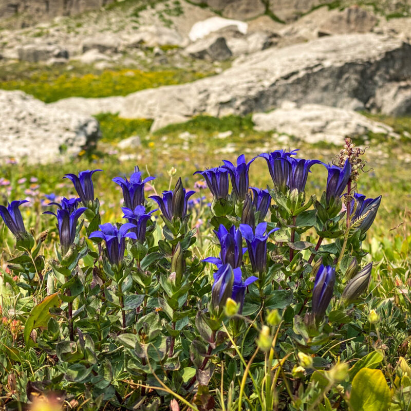 Tetons - Death Canyon Shelf
