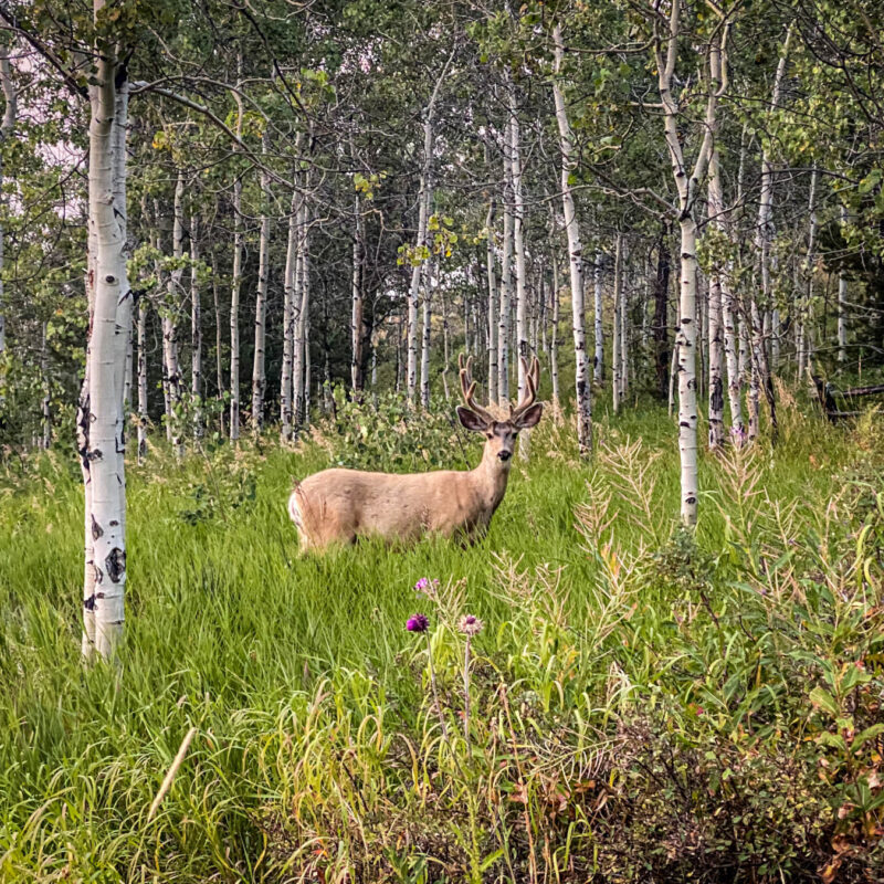 Tetons Campsite Friends