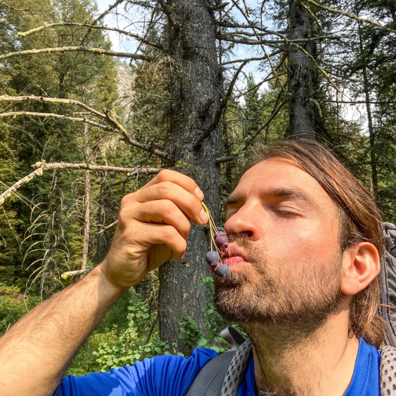 Tetons - Kissing the Berries