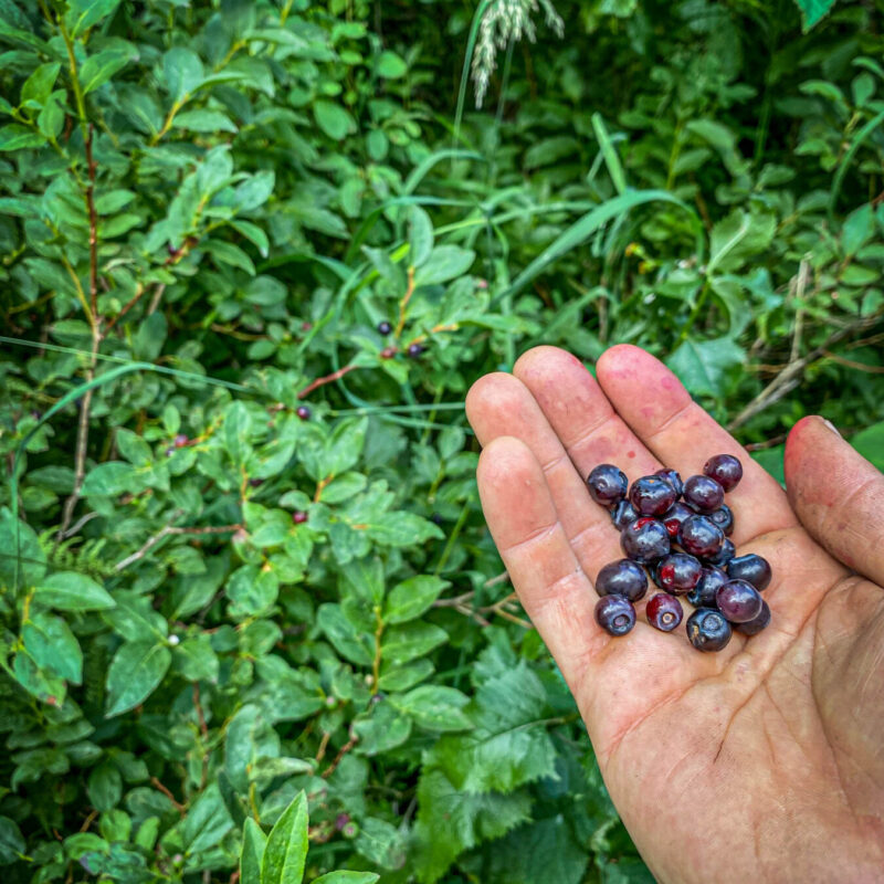 Huckleberry Bounties