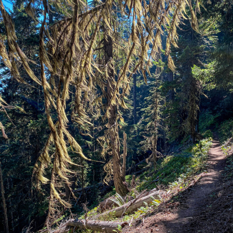 Olympic - Three Forks Trail