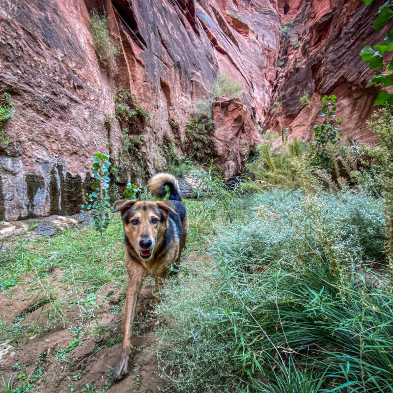 Paria Canyon - Adam's Spring
