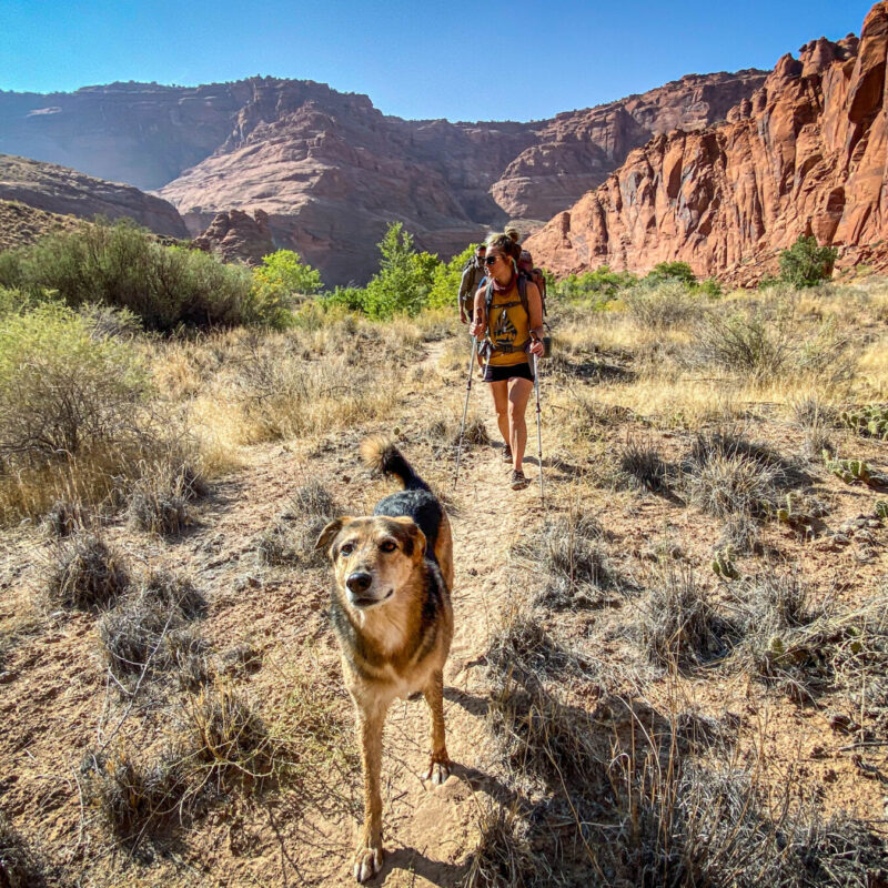 Pup Patrol!