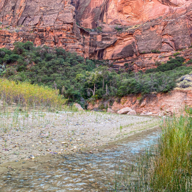 Riparian Zone