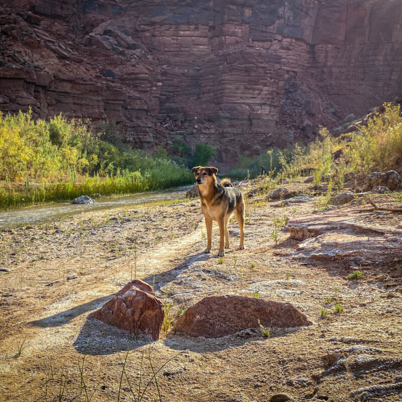 Majestic Pup