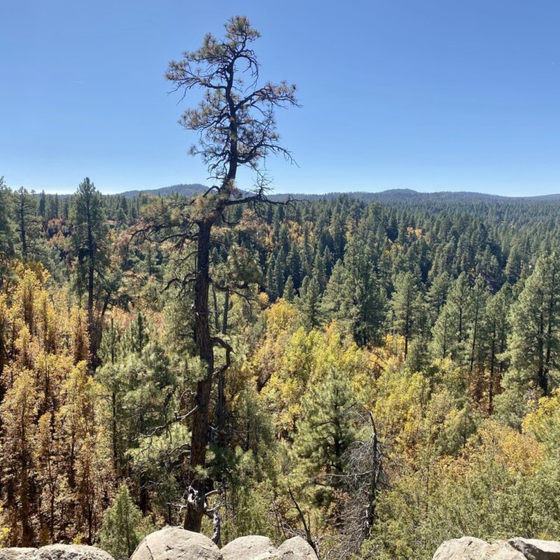 Sights of the Sycamore Rim