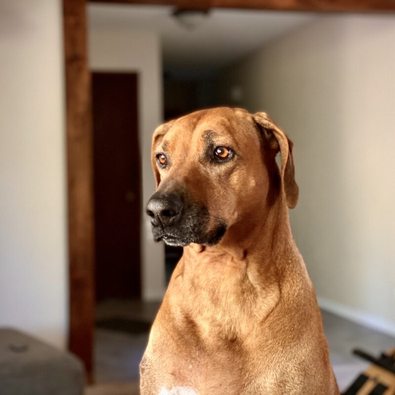 Mowgli Portrait