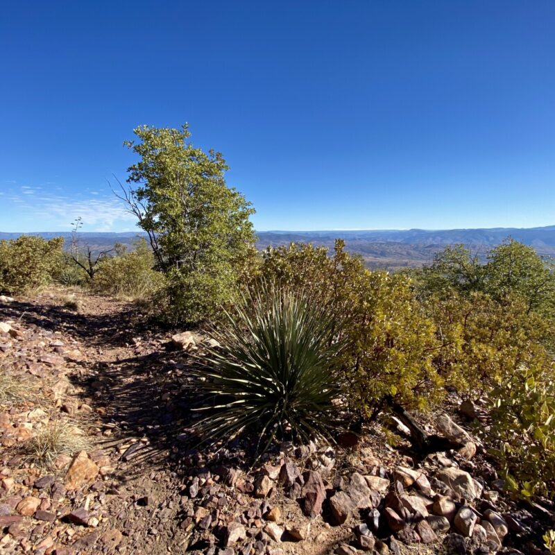 Mazatzal Wilderness