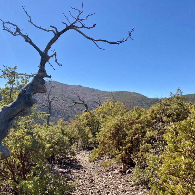 Mazatzal Wilderness