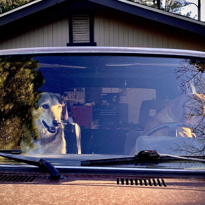 Dogs Ready to Ride