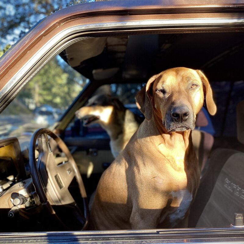 Dogs Ready to Ride