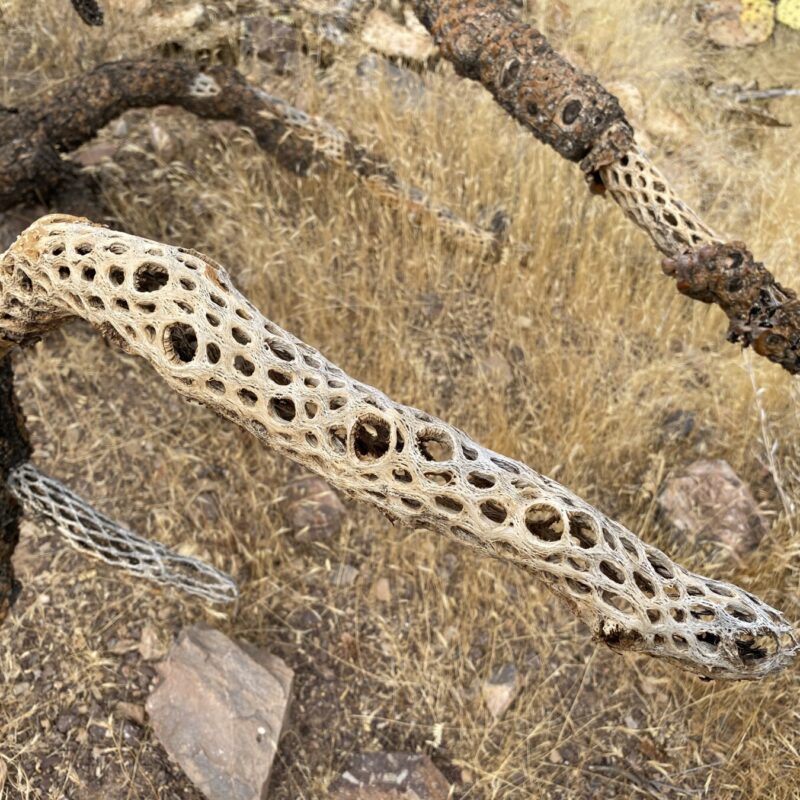 Cactus Skeleton
