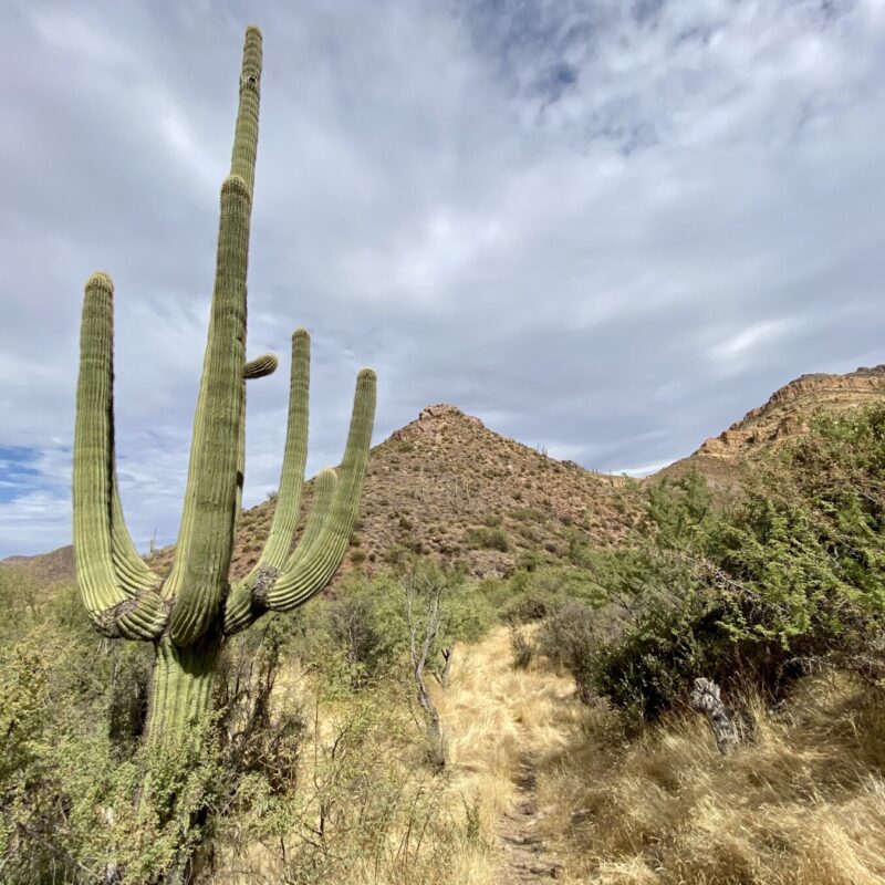 Saguaro Homie