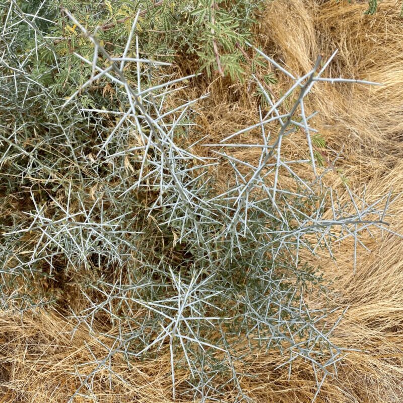 Graythorn