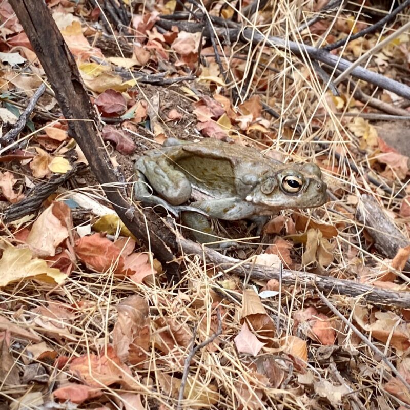 Desert Frog