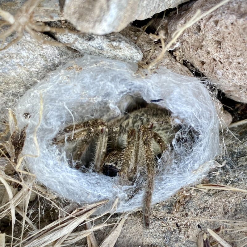 Desert Tarantula