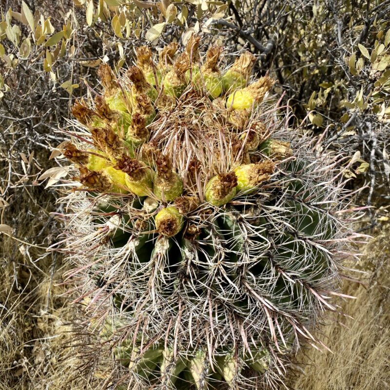 Barrel Cactus Bloom