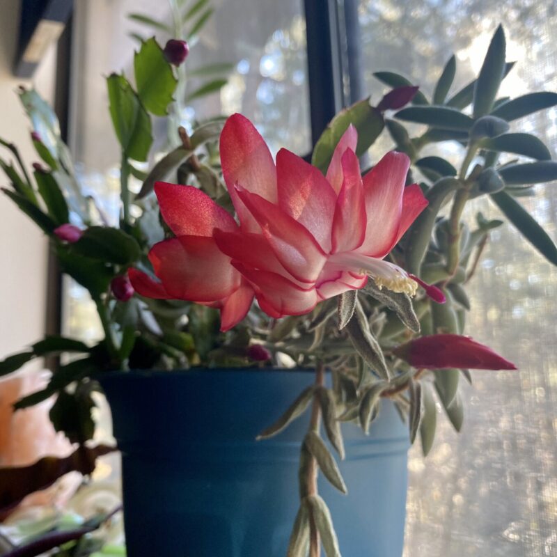 Succulent Flowers